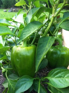 raised bed bell peppers