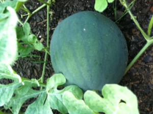watermelon from home garden
