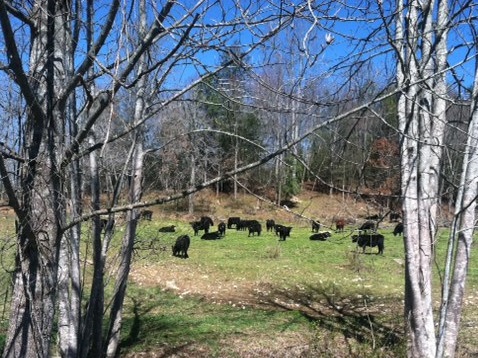 hickory cows