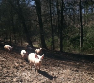 hickory pigs