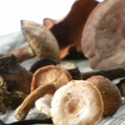 wild foods - mushroom walk