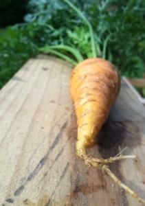 garden harvest carrots