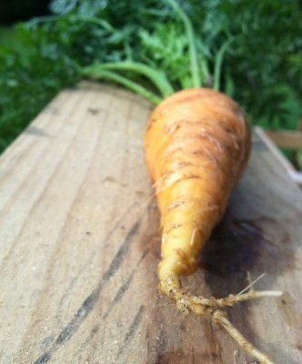 garden harvest carrots