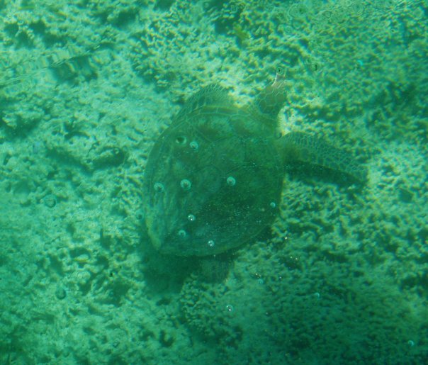 sea turtle