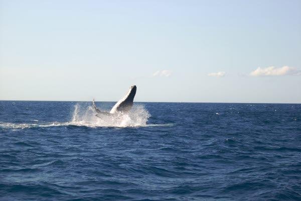 humpack whale