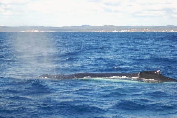 humpback whale hervey bay australia