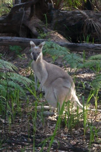 kangaroo australia