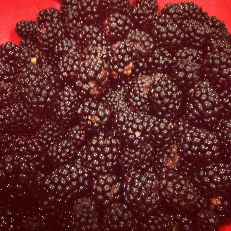 wild blackberries - Dayna Reggero