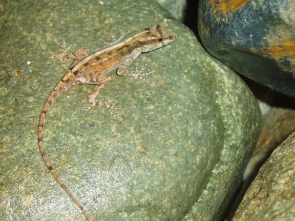 anolis lizard virgin islands