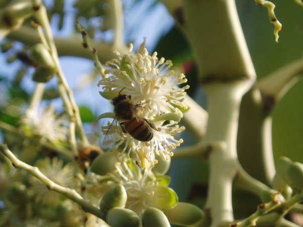 bee virgin islands