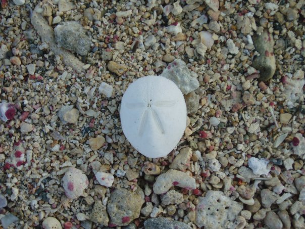 fossil sea urchin virgin islands