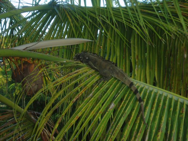 iguana virgin islands