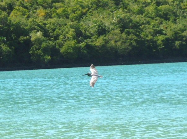 pelican virgin islands ca